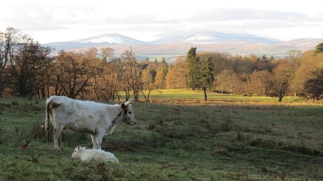 A Chillingham cow and calf.