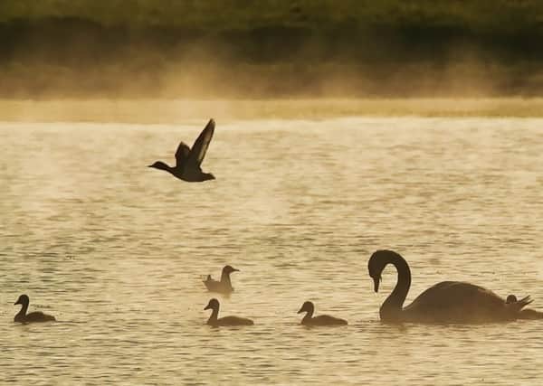 Birds, ducks and swans were seen by Gazette photographer Jane Coltman on a pond between Seahouses and Bamburgh in the evening, just as the mist was rising.