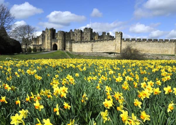 The beautiful display of spring flowers at Bowburn Park beside Alnwick Castle.
Picture Jane Coltman