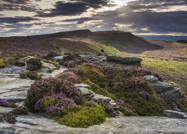 Summer heather on the slopes of Dove Crag in the Northumberland National Park. Picture by David Taylor