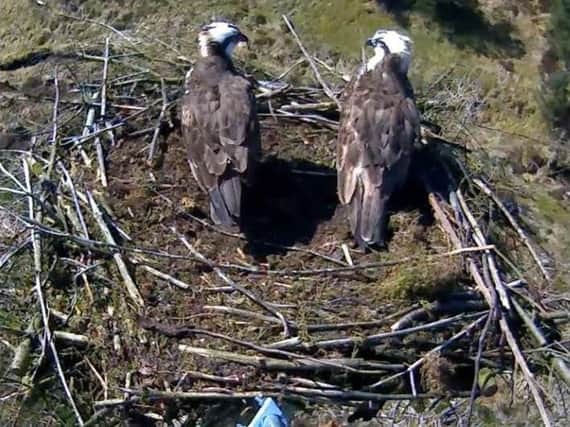 Kielder ospreys on the nest last year.