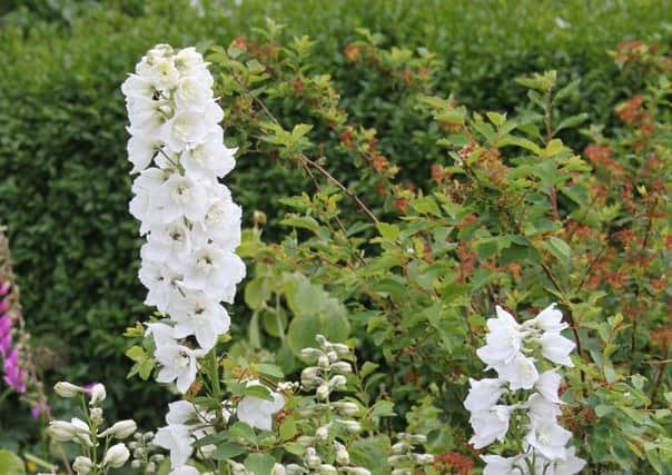 Galahad delphiniums may need help to stand tall. Picture by Tom Pattinson.