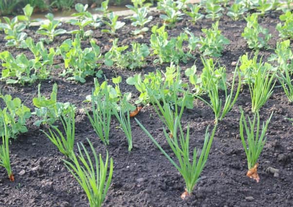 Rows of early vegetables.