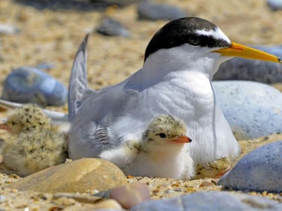A little tern and chicks