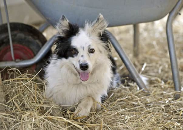 Farming  - sheepdog Floss
Farm survey picture by Jane Coltman