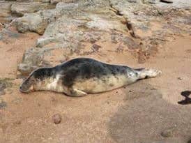 The seal which was released back to the sea after being rescued.