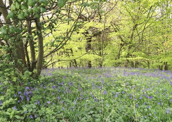 The NSPCC Bluebell Walk at Ratcheugh Crag, takes place on Sunday, May 22.