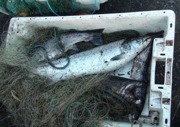 The fish and nets seized by Environment Agency officials.