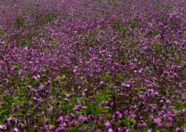 A lovely field of campion is in full bloom. Picture by Jane Coltman