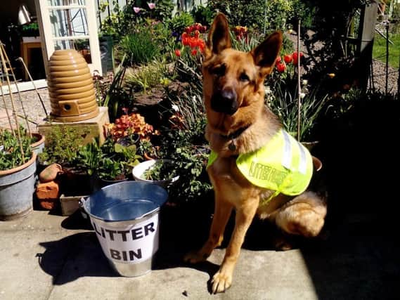 Rosey the German shepherd all kitted out to collect litter.