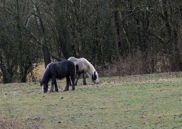 Horses in a field.