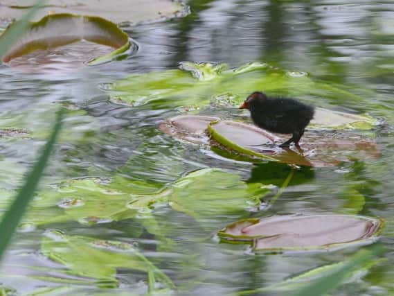 One of the moorhen chicks in the pond at Wallington. Picture by Jane Coltman