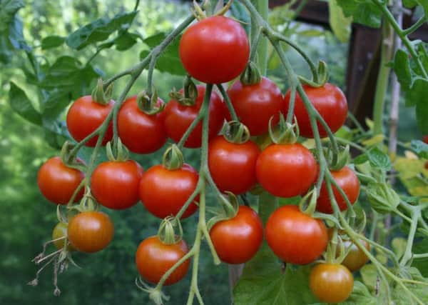 A good crop of tomatoes.