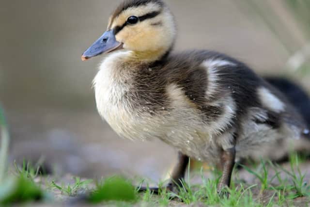 Ducklings have been seen in a number of locations.