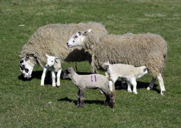 Farming  - lambs
Farm survey picture by Jane Coltman
