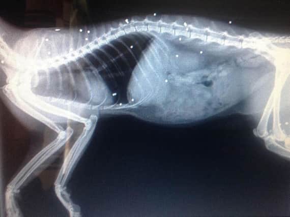 A cat that has been shot with a pellet gun