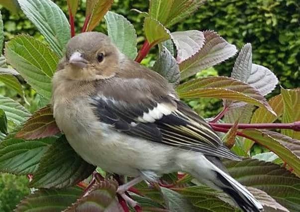 A young chaffinch that was rescued after crashing into a window. Picture by Tom Pattinson.