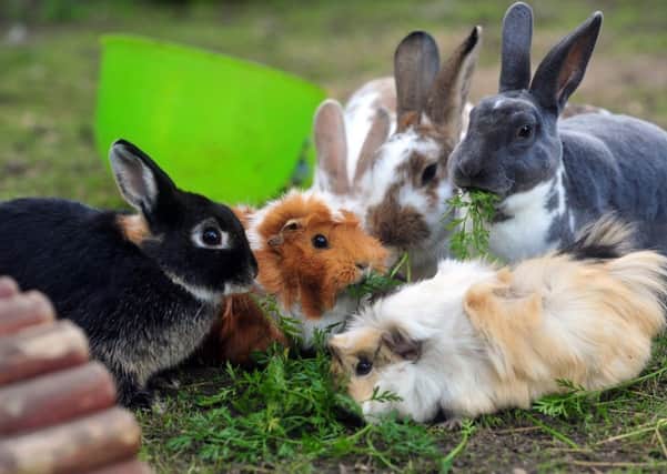 Rabbits, like us, are social creatures.