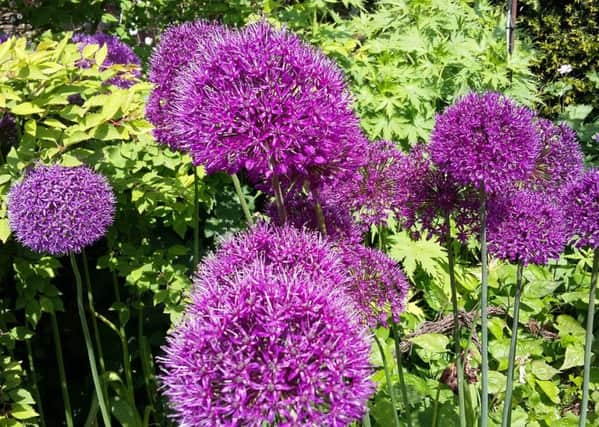 Allium creates a wildflower effect at The Alnwick Garden.