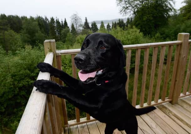 Harvey the dog launching the new dog-friendly category in North East Tourism Awards at Leaplish Waterside Park near Kielder. Picture by Craig Connor/NNP