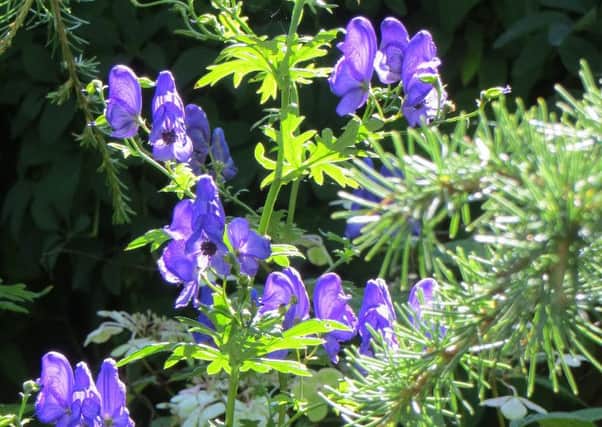 Monkshood can be deadly poisonous. Picture by Tom Pattinson.