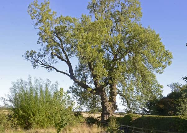This black poplar in the grounds of Acklington Church of England First School was in the running to win last year's award. Picture by Jane Coltman