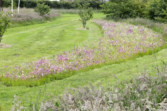 The wildflower meadow  at Adderstone House.
Picture by Jane Coltman