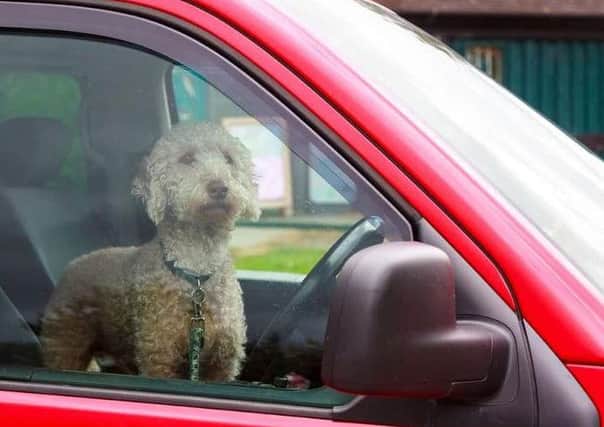 A new campaign has been launched to remind people that dogs die in hot cars.