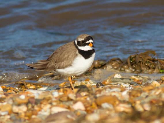 A ringed plover