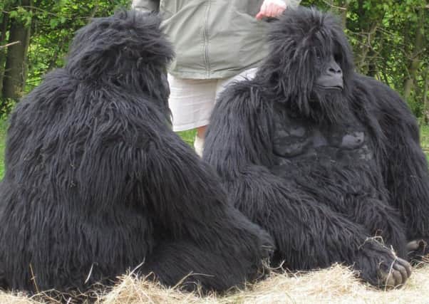 Gorillas will visit Golden Sands Holiday Park, at Cresswell, this weekend.