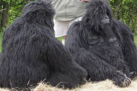 Gorillas will visit Golden Sands Holiday Park, at Cresswell, this weekend.