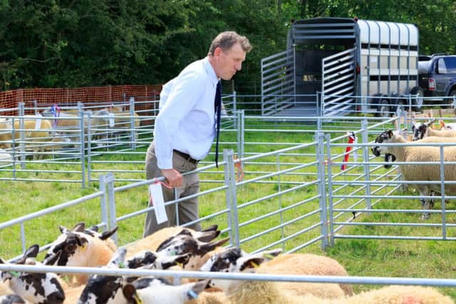 Judge Robert Bradbury casts an expert eye over the sheep.