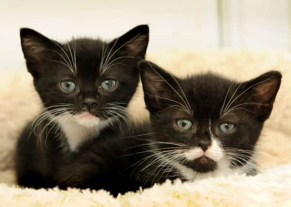 Kittens.