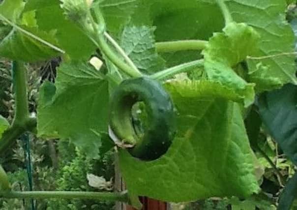 Cucumber Burpless Tasty Green growing in a circle.