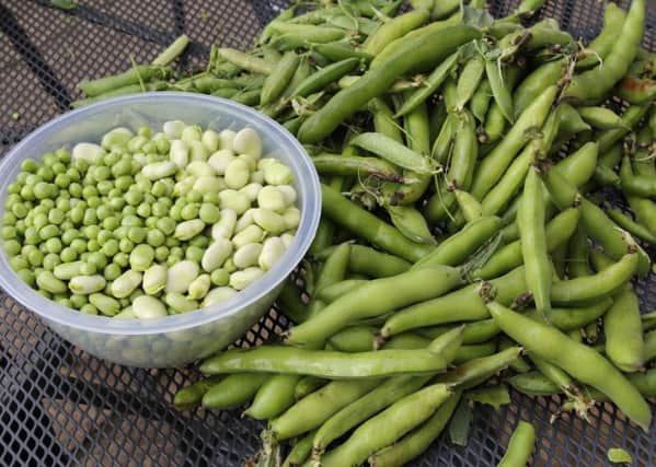 Pea and bean shelling has been the focus in the garden recently.