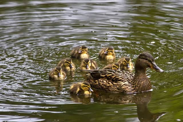 A mother mallard and her ducklings. Picture by Jim Jones.