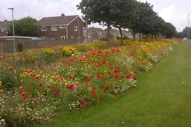 Wild flowers that have been planted ahead of the Tall Ships Regatta in Blyth.