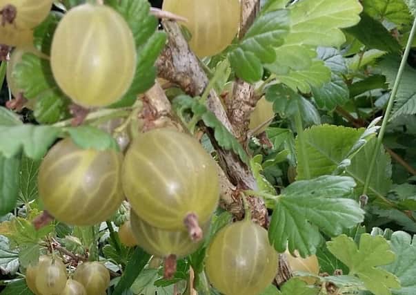 Gooseberries are ripe for picking, but don't thin out branches yet. Picture by Tom Pattinson.