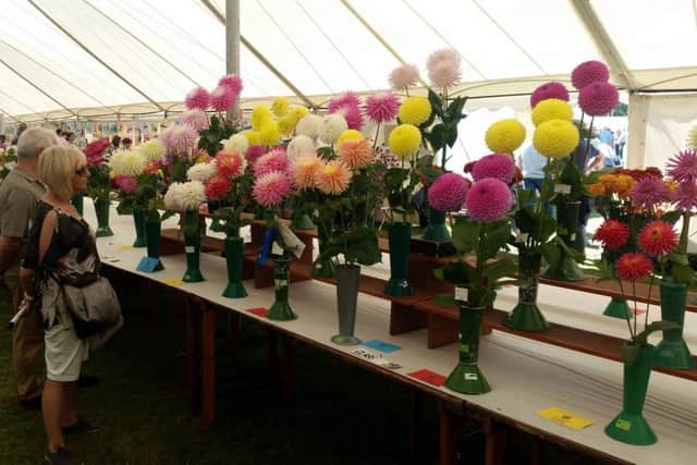 Glendale Show 2016 - Some of the blooms in the horticultural and industrial tent.