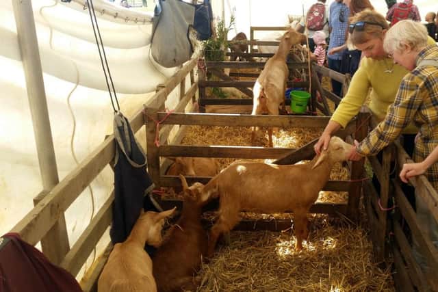 Glendale Show 2016 - Showgoers have a look at the goats.