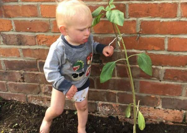 Lincoln Angus, 18 months old, with his sunflower. It's a lot bigger now.