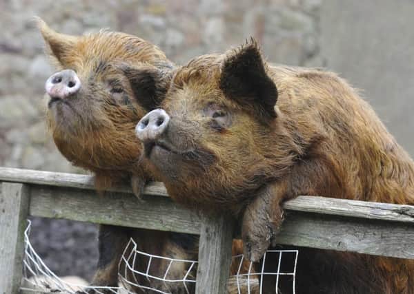 Farming  - pigs . Picture by Jane Coltman
