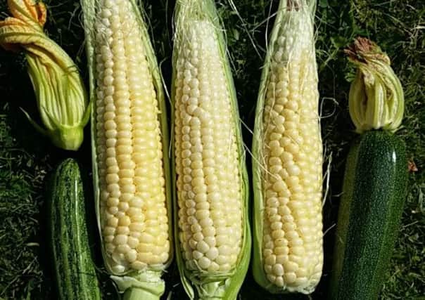 Vegetables of the moment, sweetcorn and courgette. Picture by Tom Pattinson.