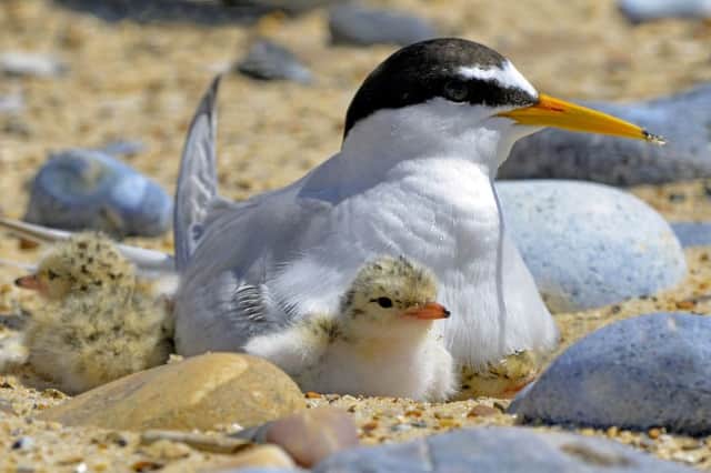 Little terns have had a good year on the Lindisfarne reserve.