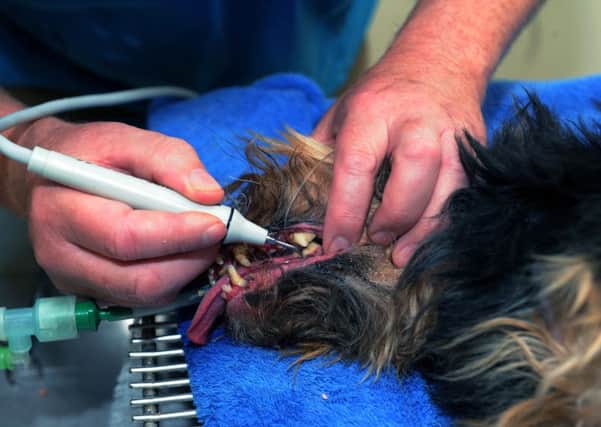 A vet cleans a dogs teeth.