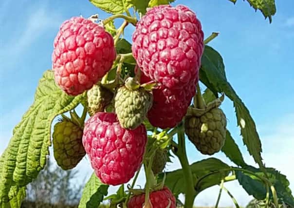 Joan J autumn raspberries