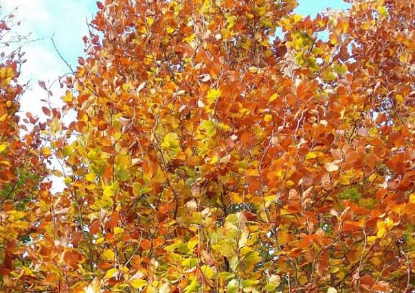 A beech changing colour.
