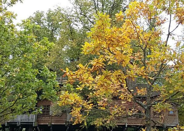 Trees are catching the eye with their dazzling autumn displays.
