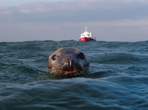Craig Ward's up close and personal picture of a grey seal, which won national recognition in a photo competition.