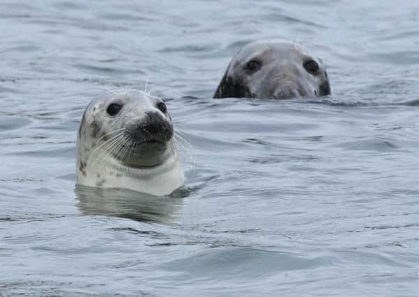 Atlantic grey seals on the Farne Islands in Northumberland.